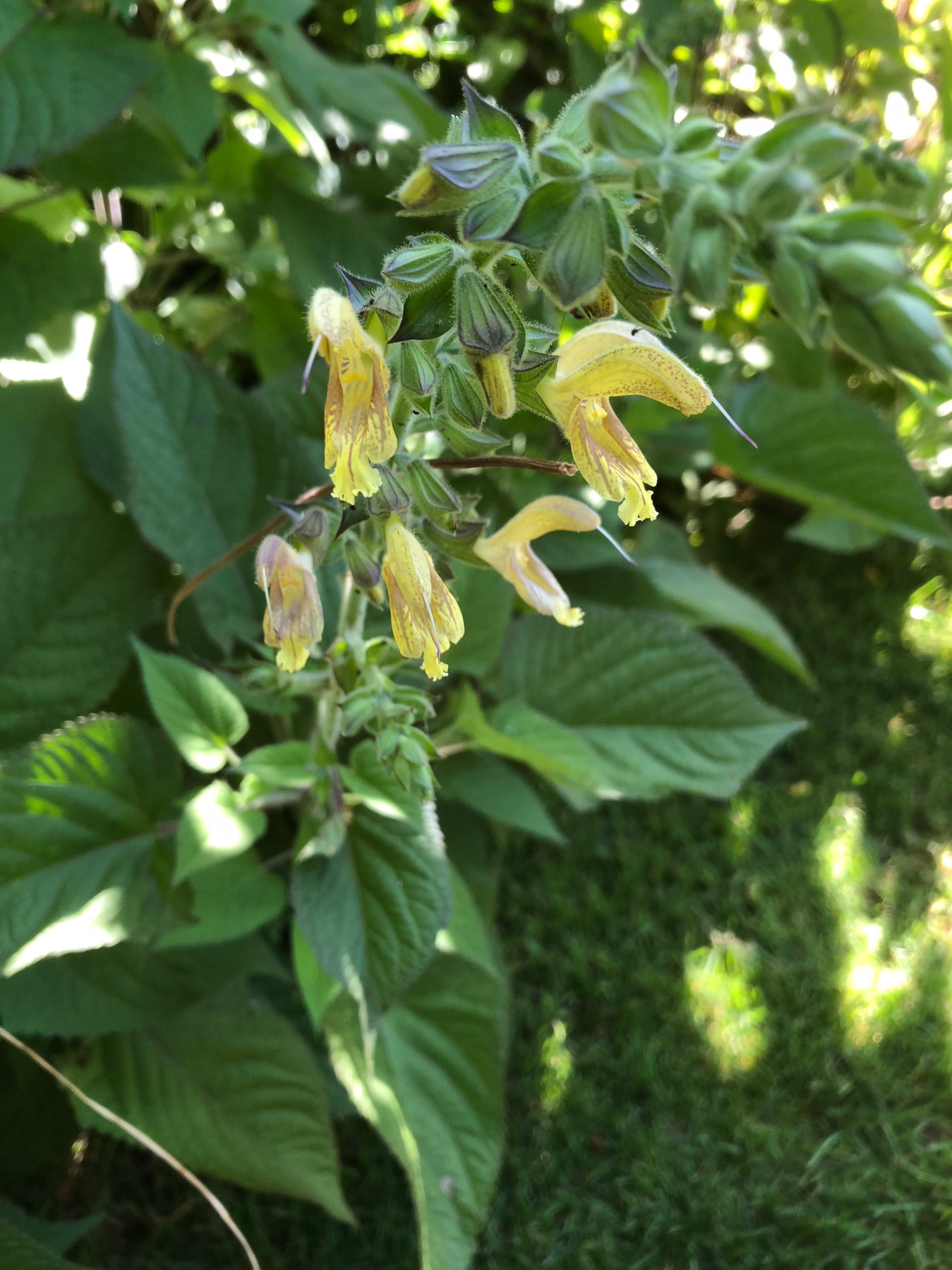 Salvia glutinosa Wychwood Tasmania