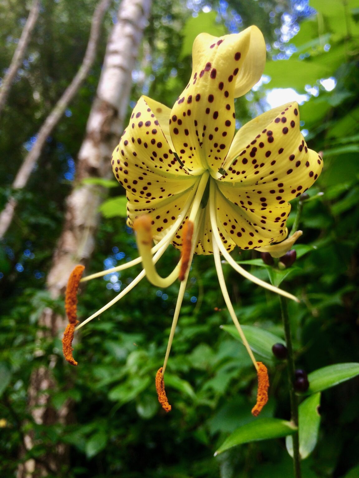 Lilium lancifolium var flaviflorum Wychwood Tasmania