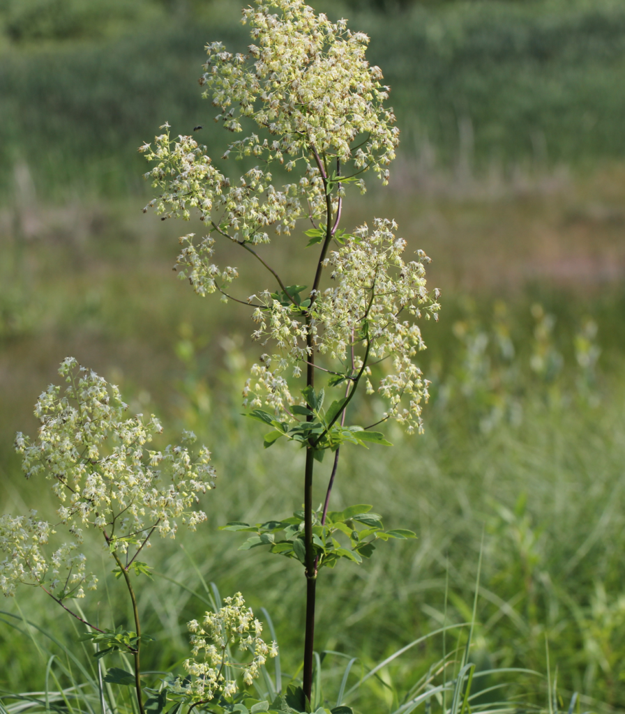 Thalictrum dasycarpum Wychwood Tasmania