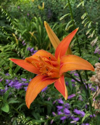 Hemerocallis fulva Kwanso
