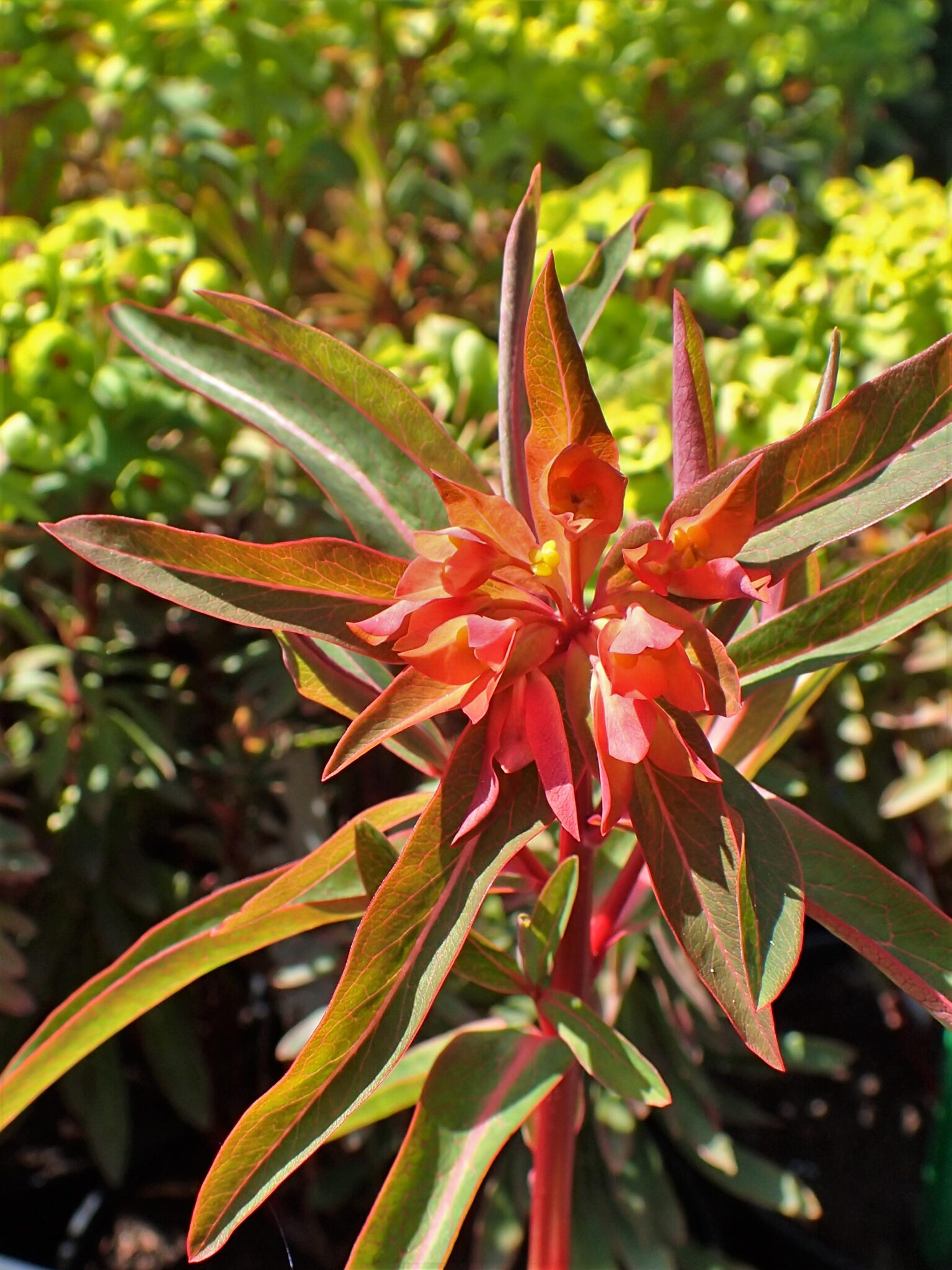 Euphorbia griffithii Fireglow | Wychwood Tasmania