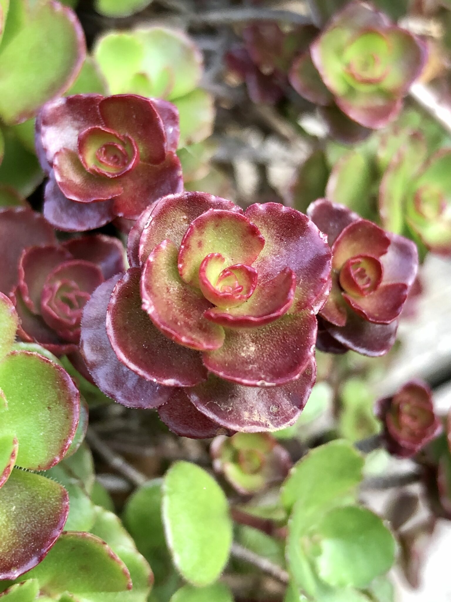 Sedum spurium Ruby Mantle | Wychwood Tasmania