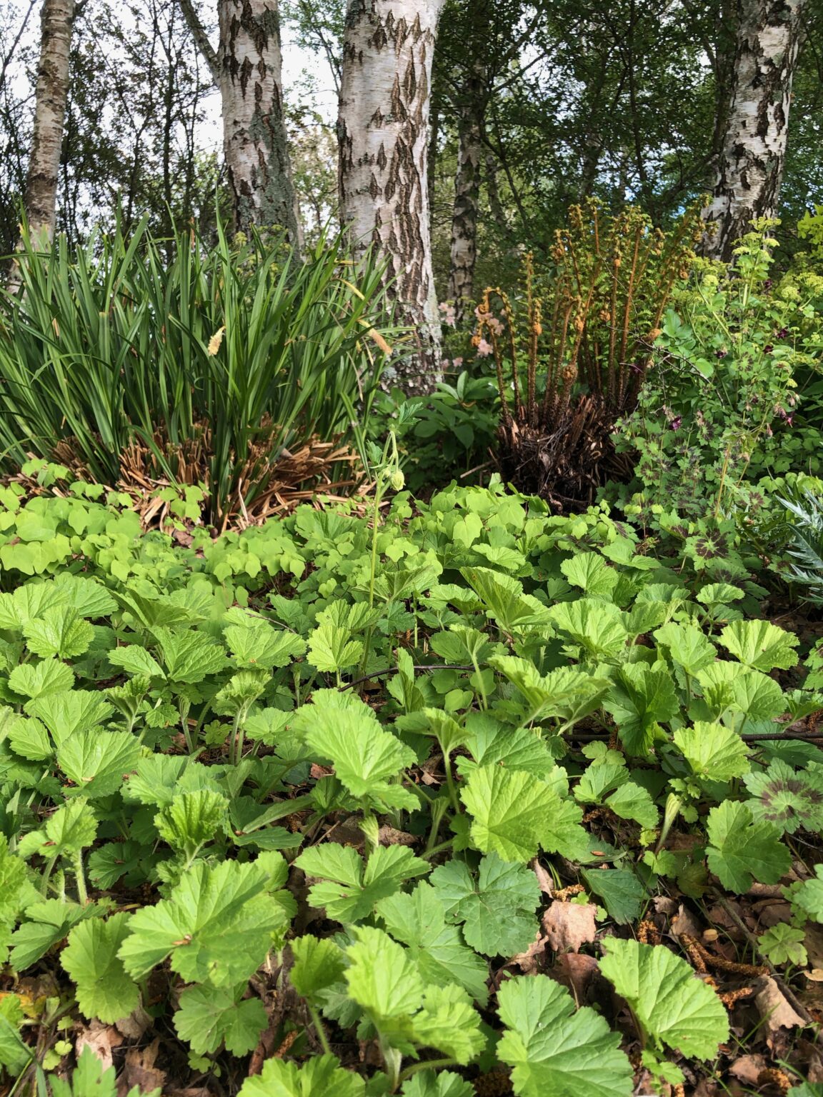 Geum rivale Album | Wychwood Tasmania