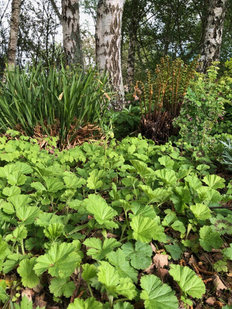 Geum rivale Album | Wychwood Tasmania