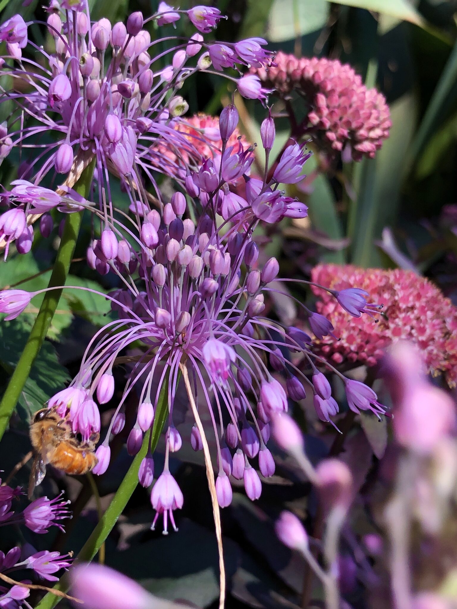 Allium Carinatum Var Pulchellum Wychwood Tasmania