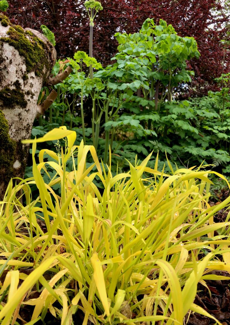 Milium effusum Aureum Wychwood Tasmania