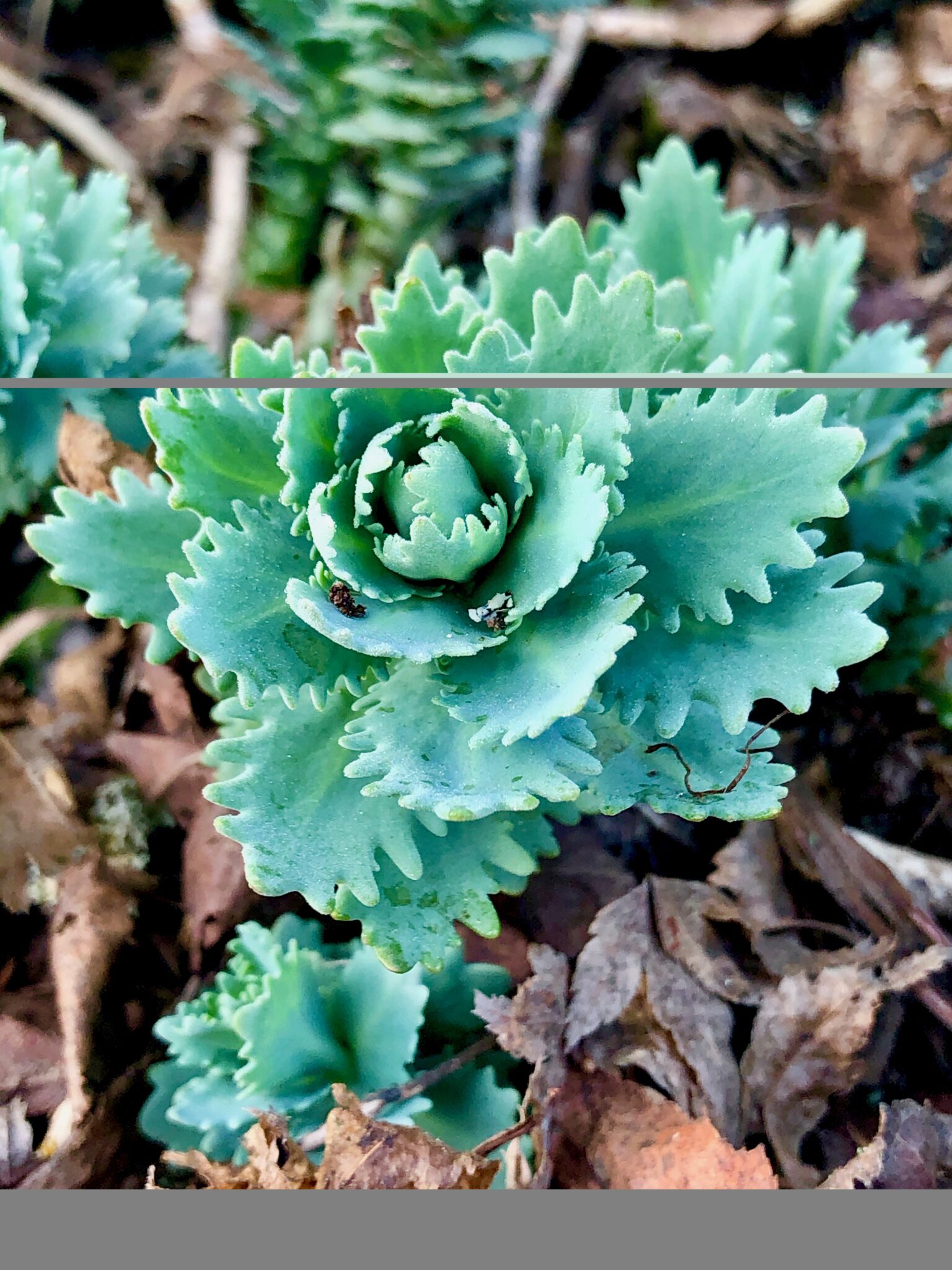 Hylotelephium telephium var borderei Wychwood Tasmania