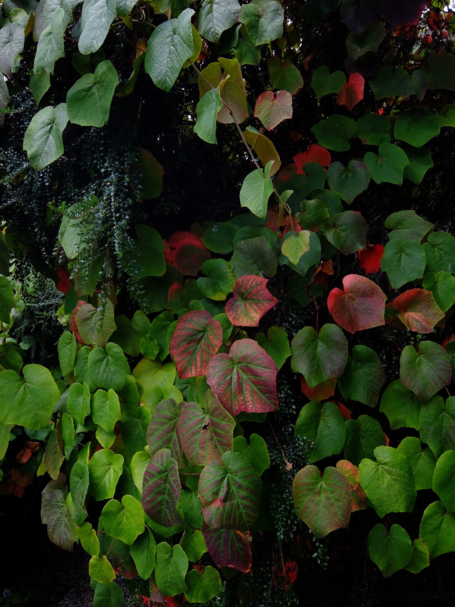 Vitis Wychwood Tasmania