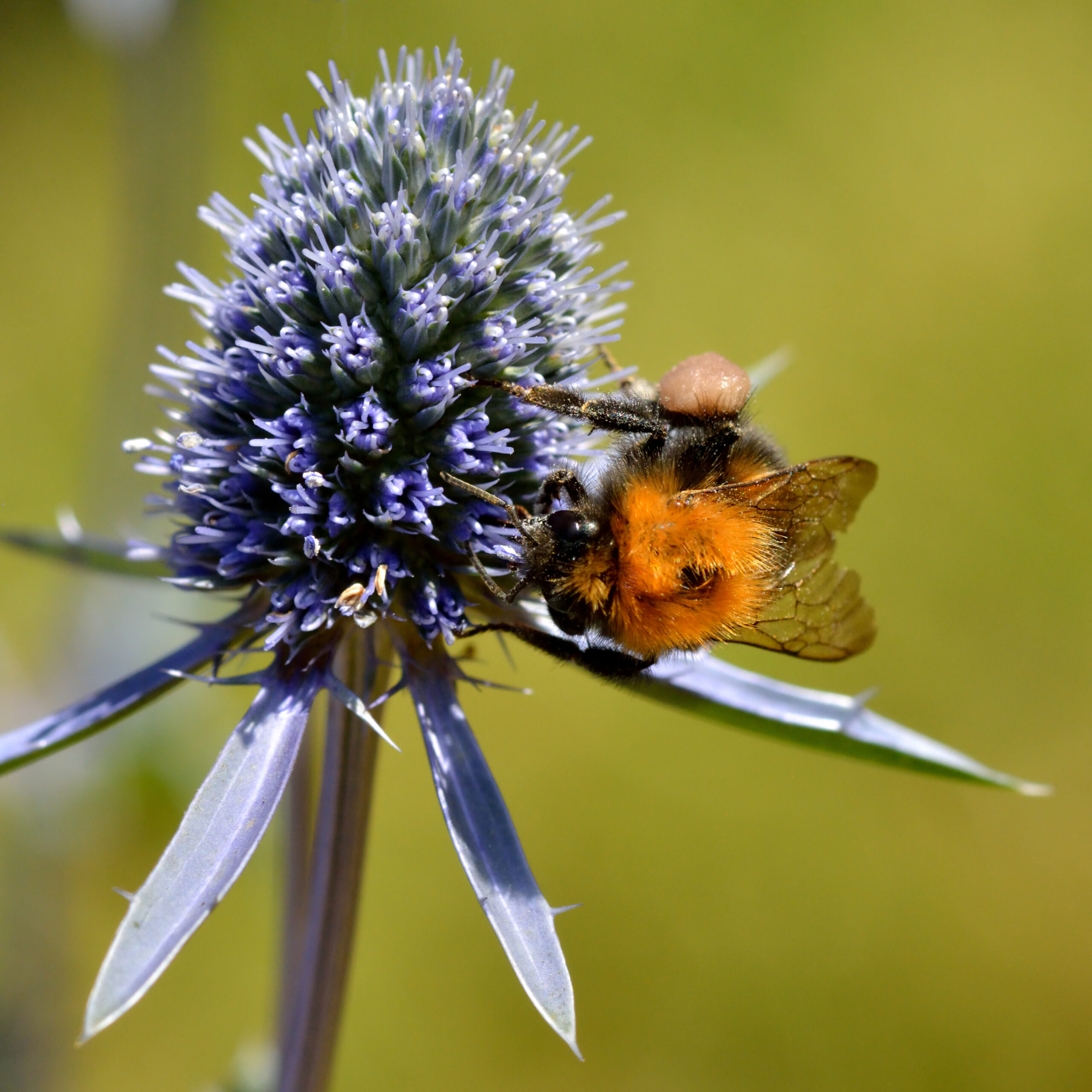 eryngium-planum-wychwood-tasmania