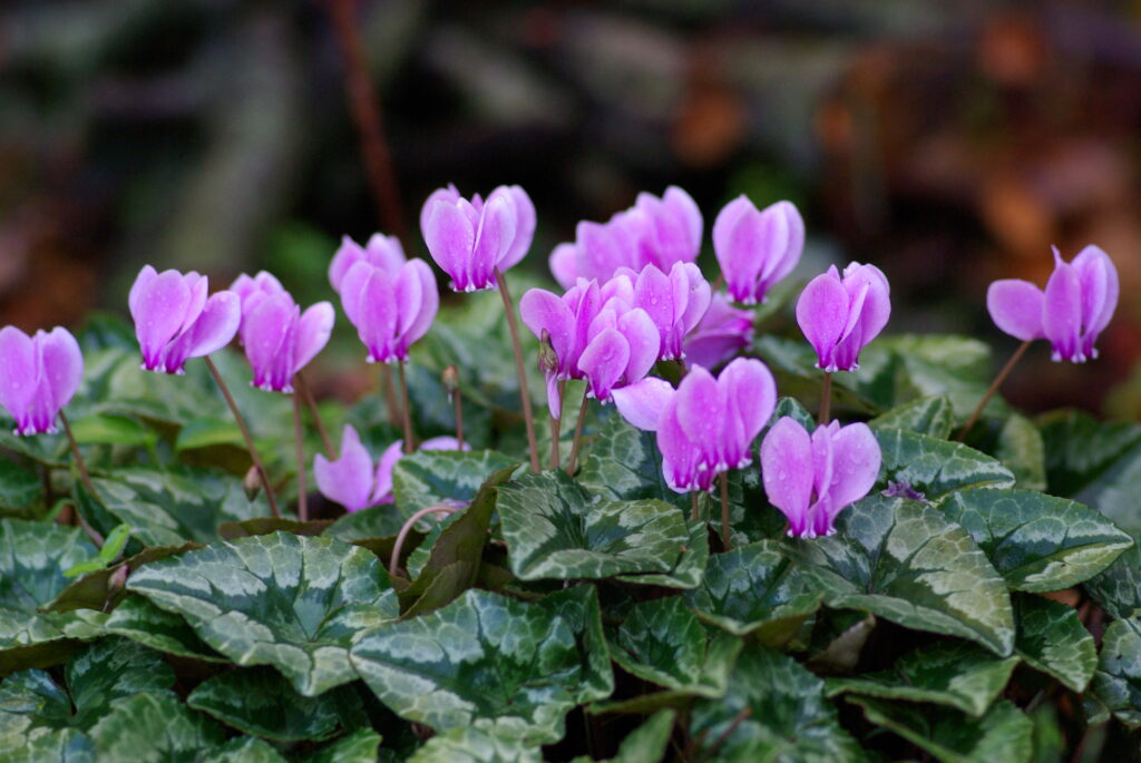 Cyclamen hederifolium Pink Wychwood Tasmania