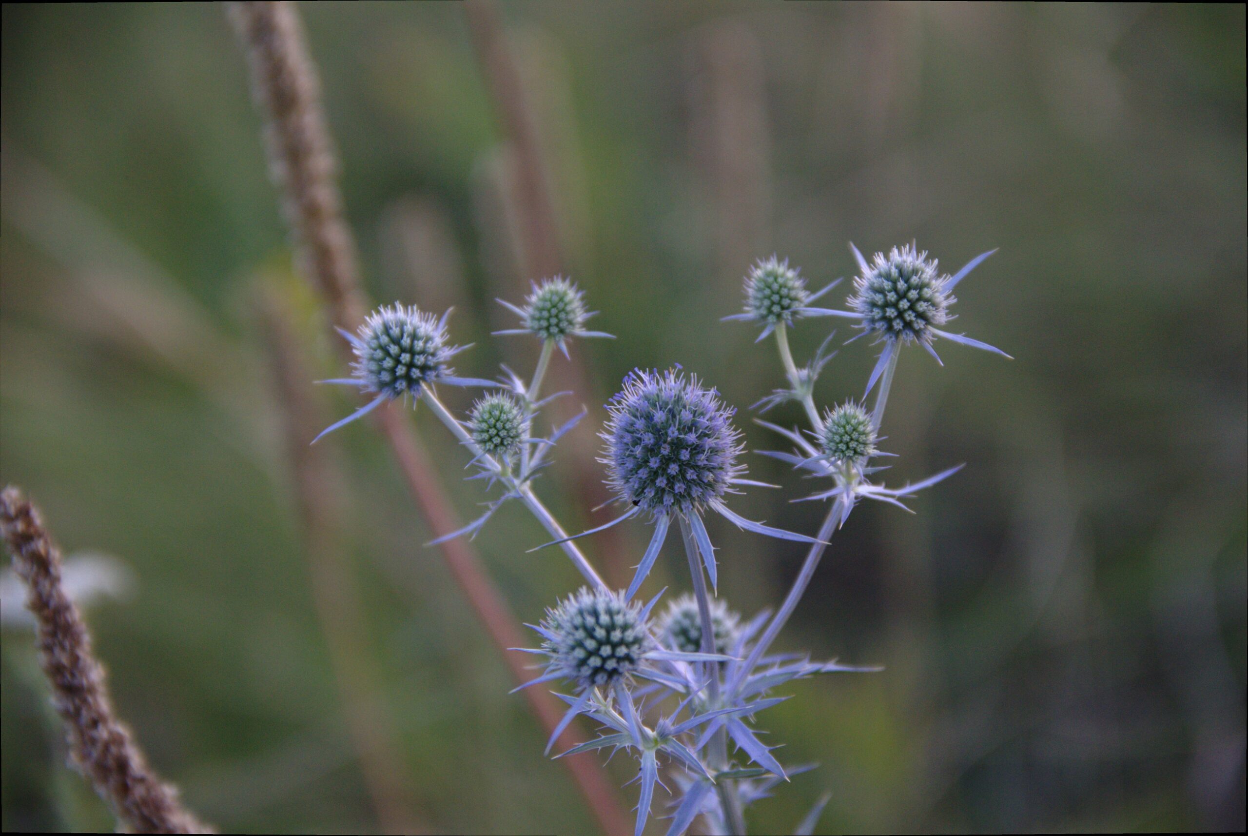 Eryngium planum Wychwood Tasmania