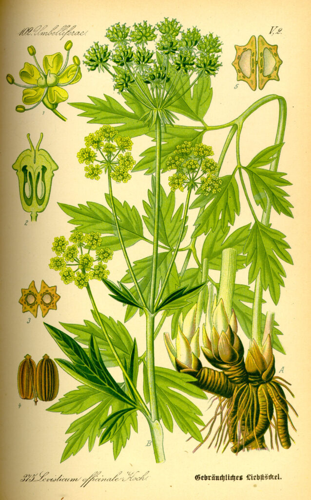 Levisticum officinale Lovage | Wychwood Tasmania