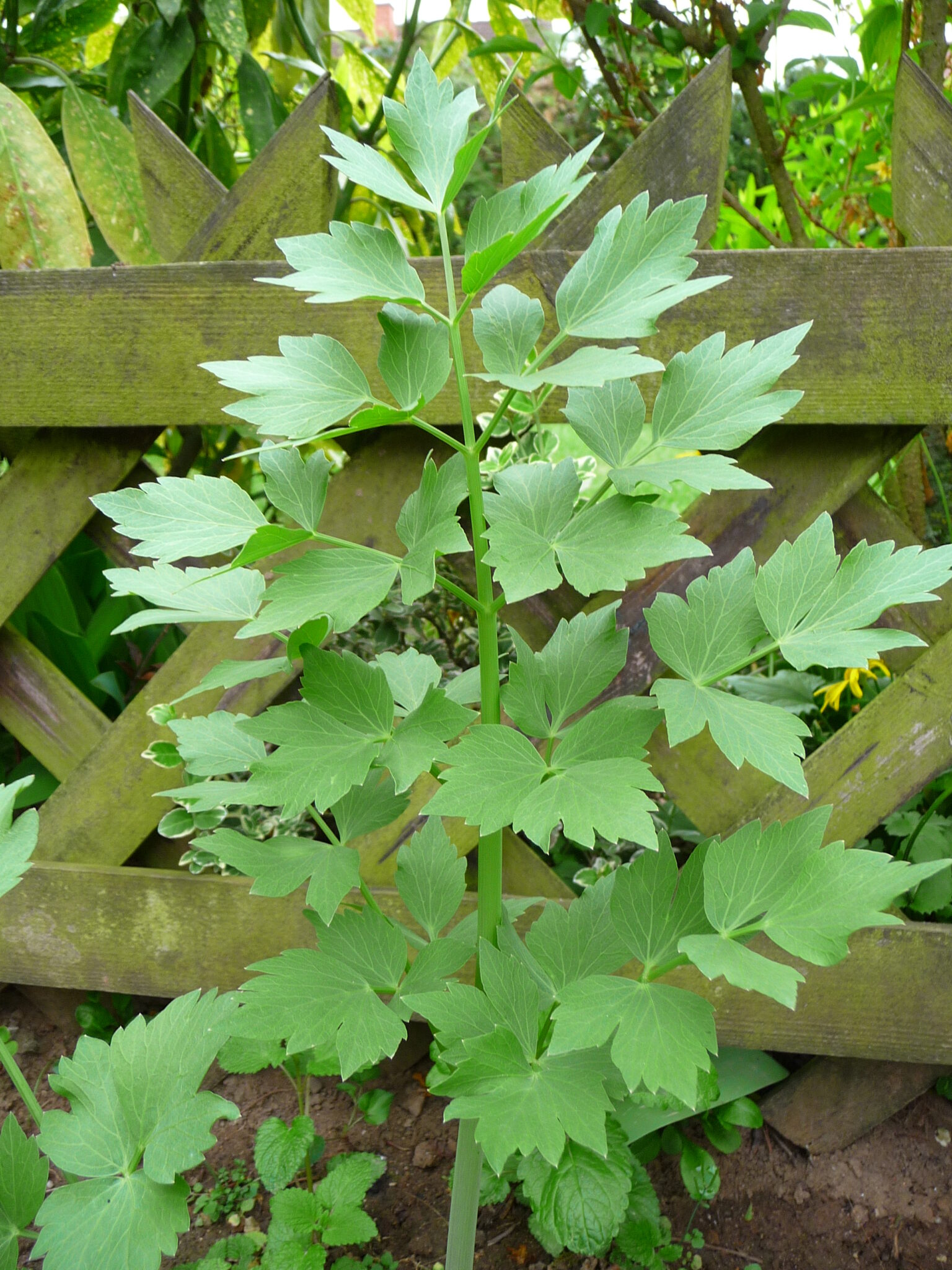 Levisticum officinale Lovage | Wychwood Tasmania
