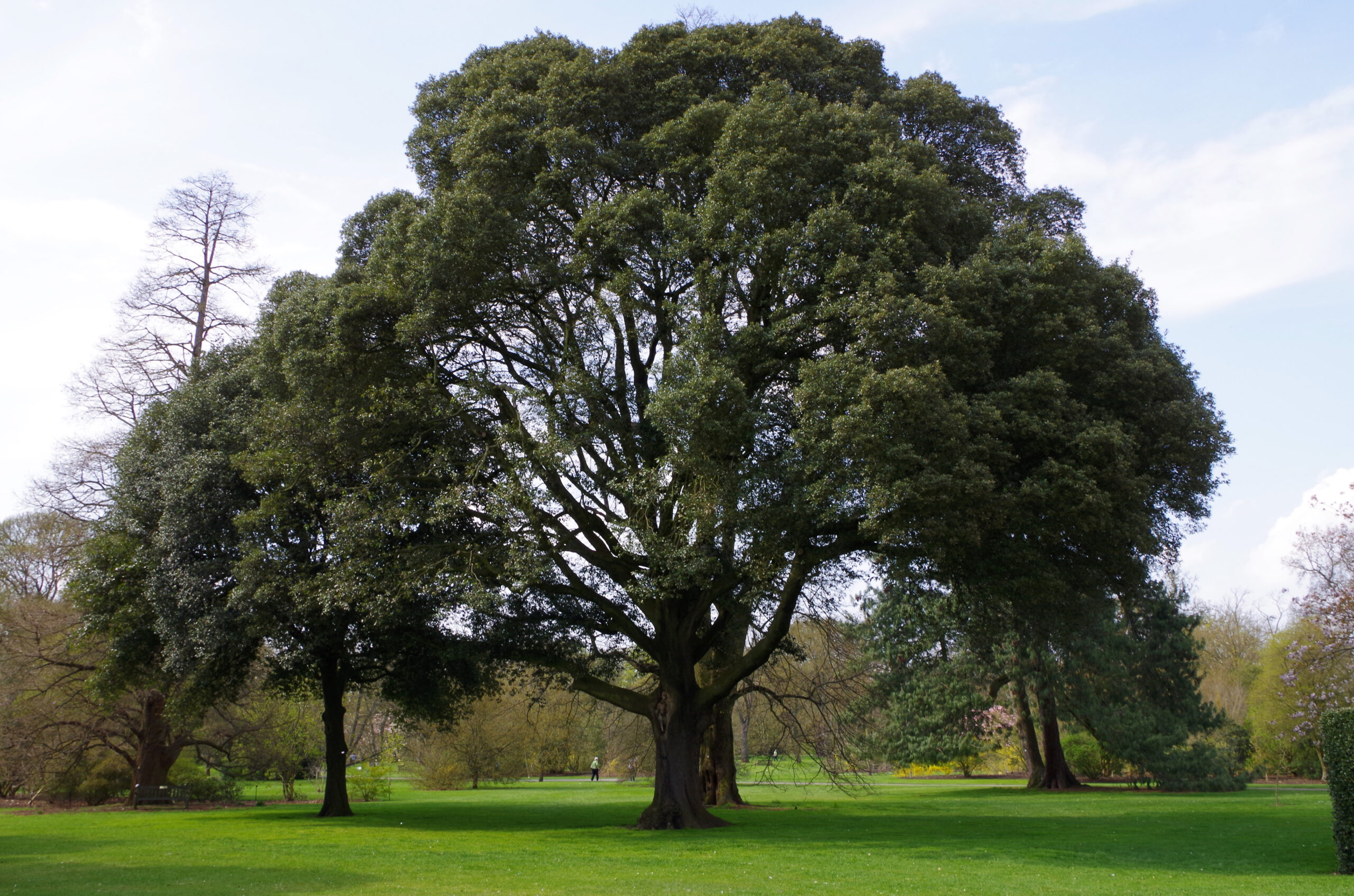 Quercus ilex – Wychwood Tasmania