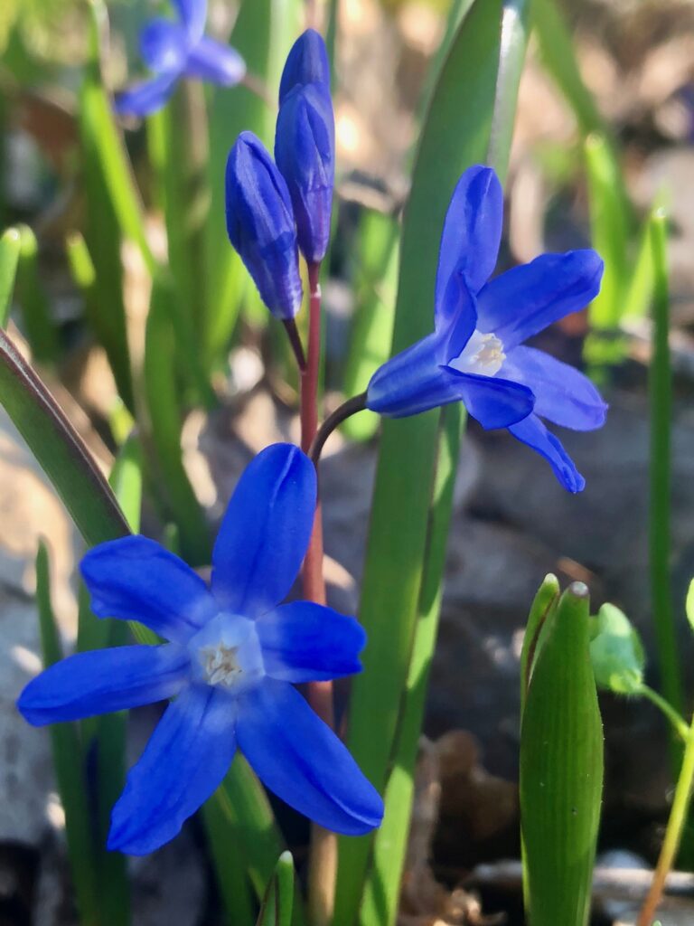 Chionodoxa luciliae – Wychwood Tasmania