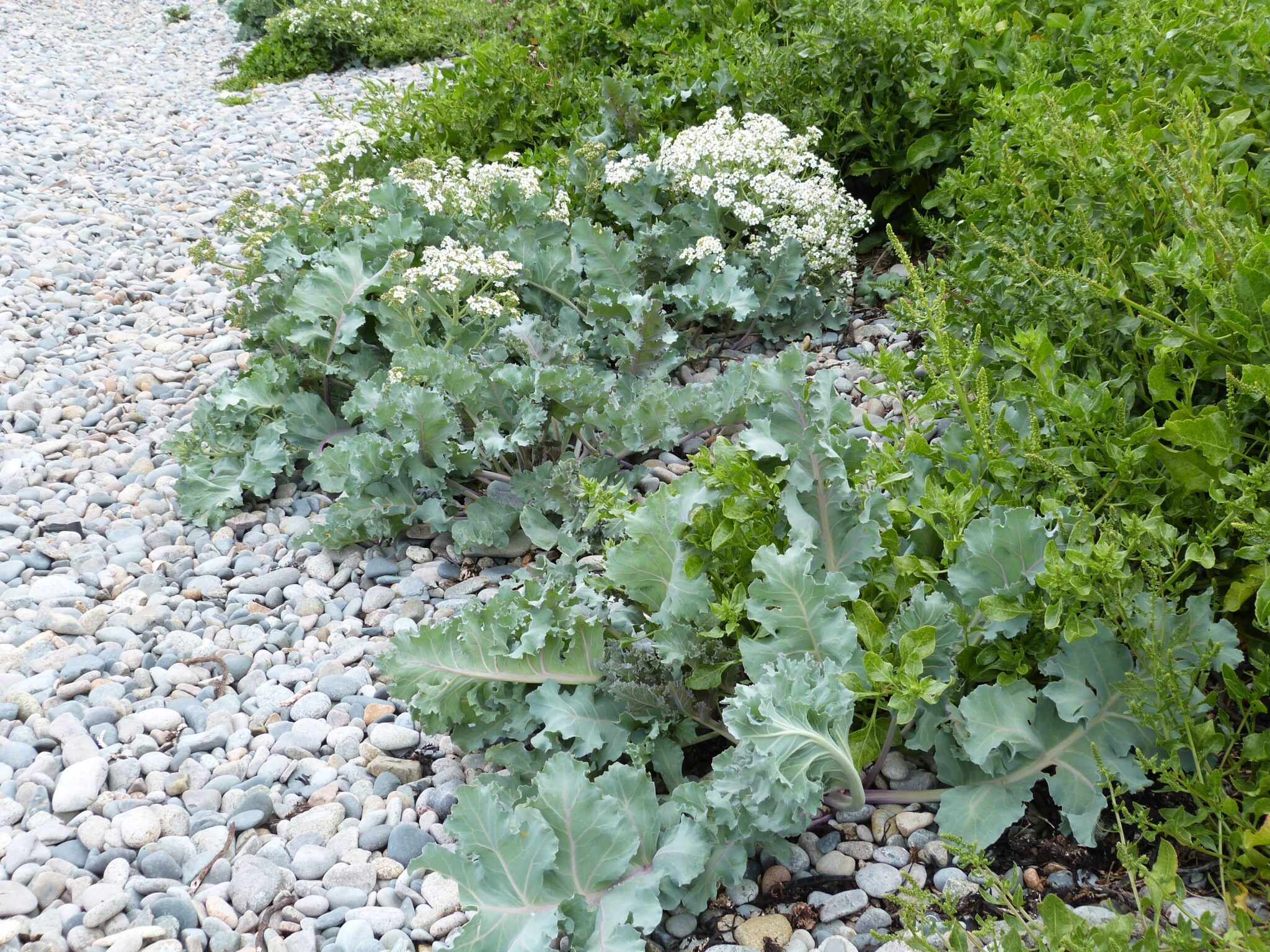Crambe maritima Sea Kale Wychwood Tasmania