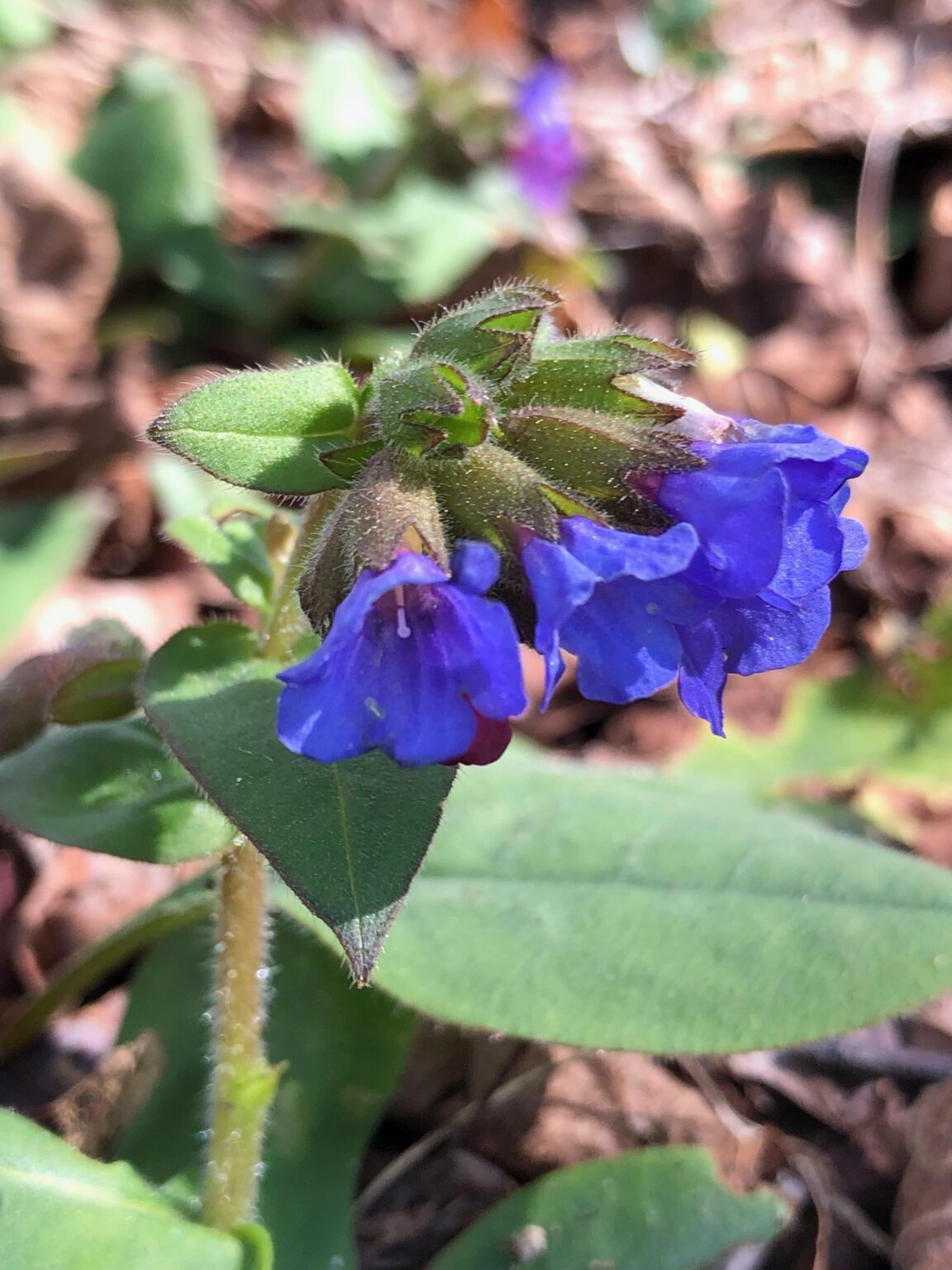 Pulmonaria angustifolia Blue Ensign Wychwood Tasmania