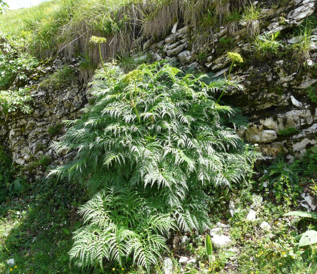 Molopospermum peloponnesiacum Wychwood Tasmania