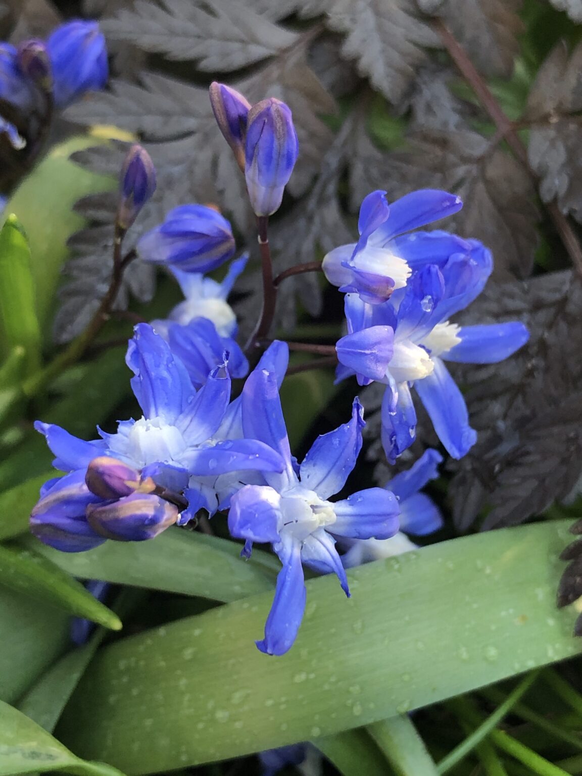Chionodoxa luciliae | Wychwood Tasmania