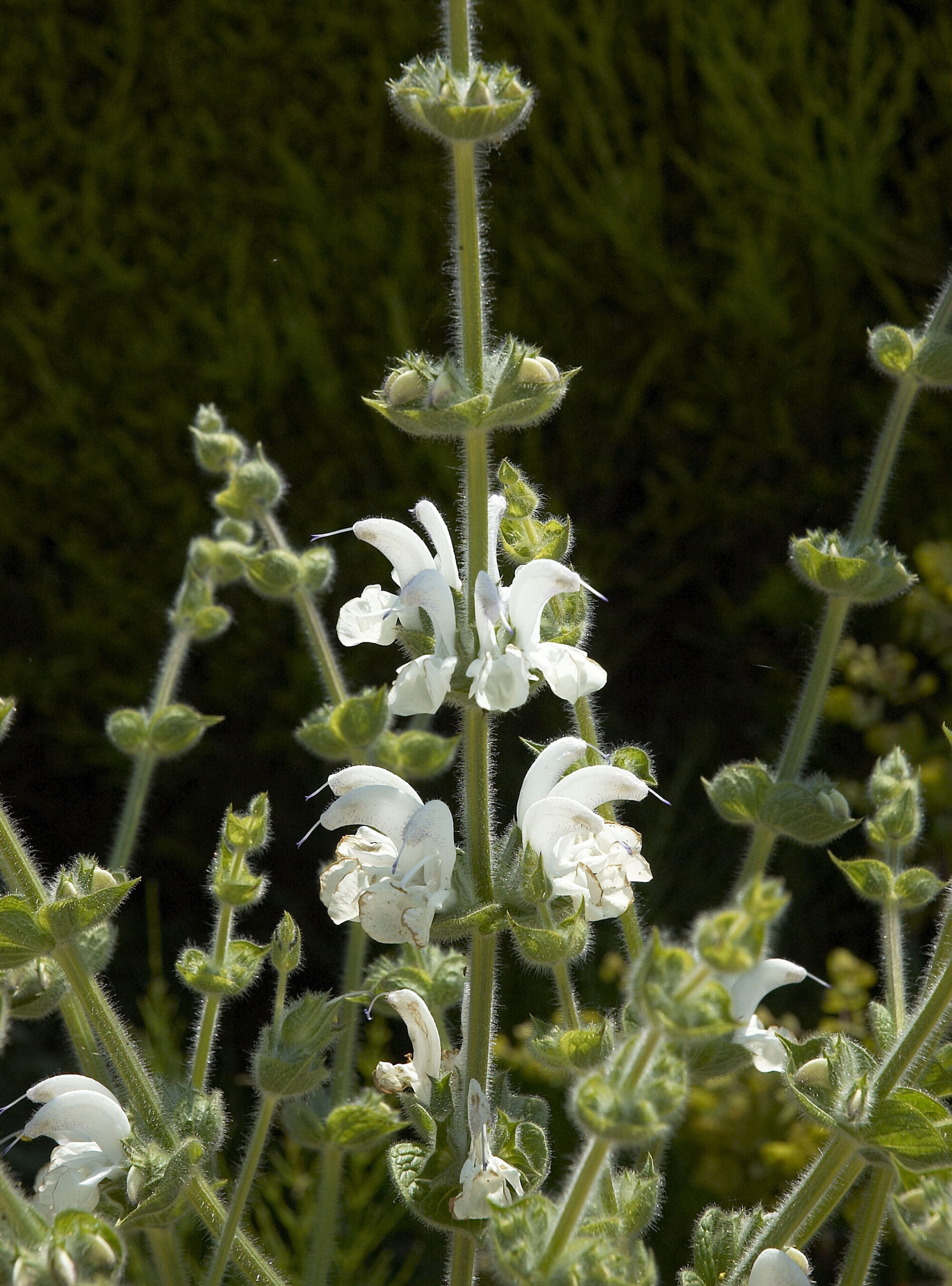 Salvia argentea – Wychwood Tasmania