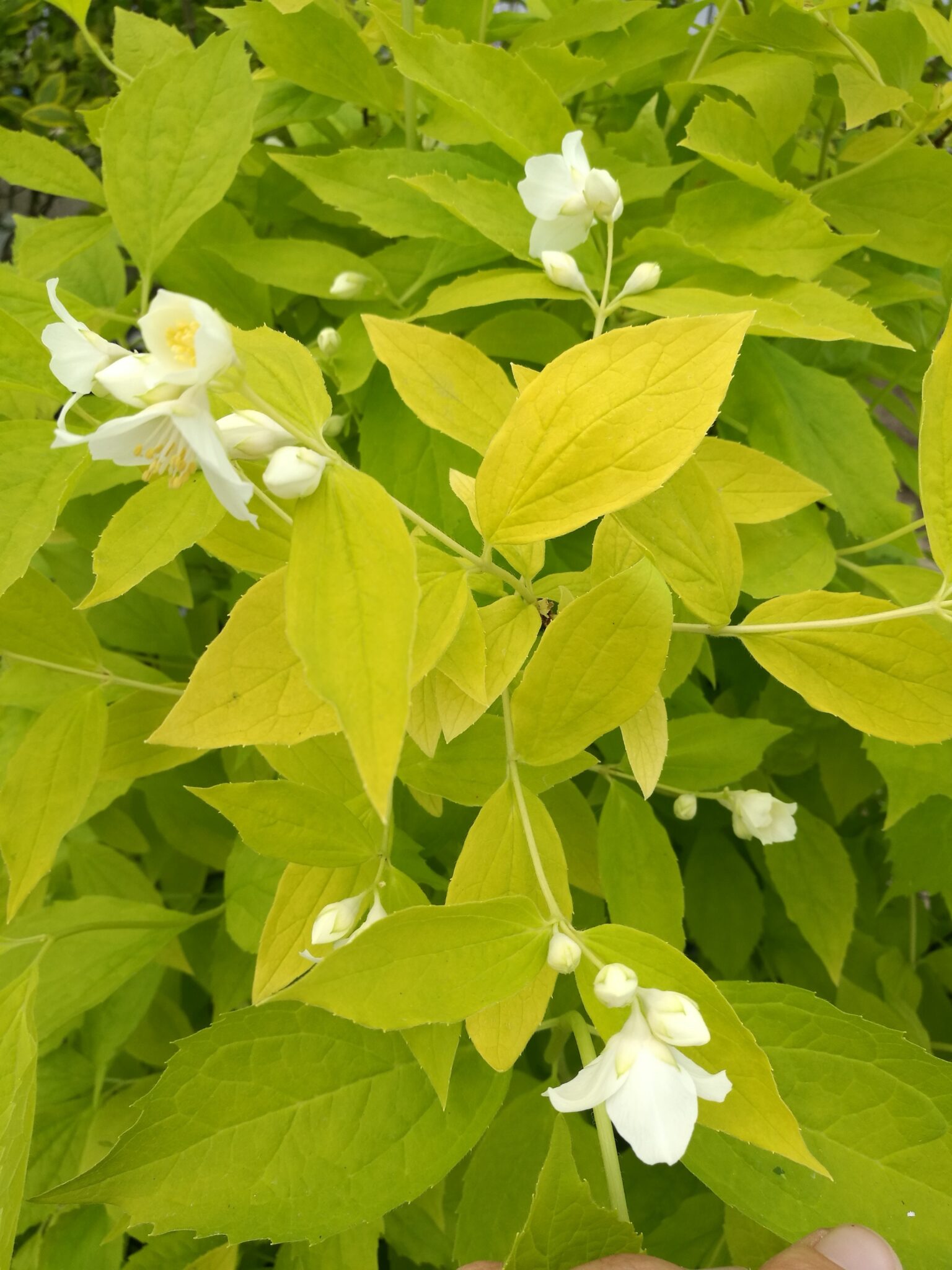 Philadelphus coronarius Aureus Wychwood Tasmania