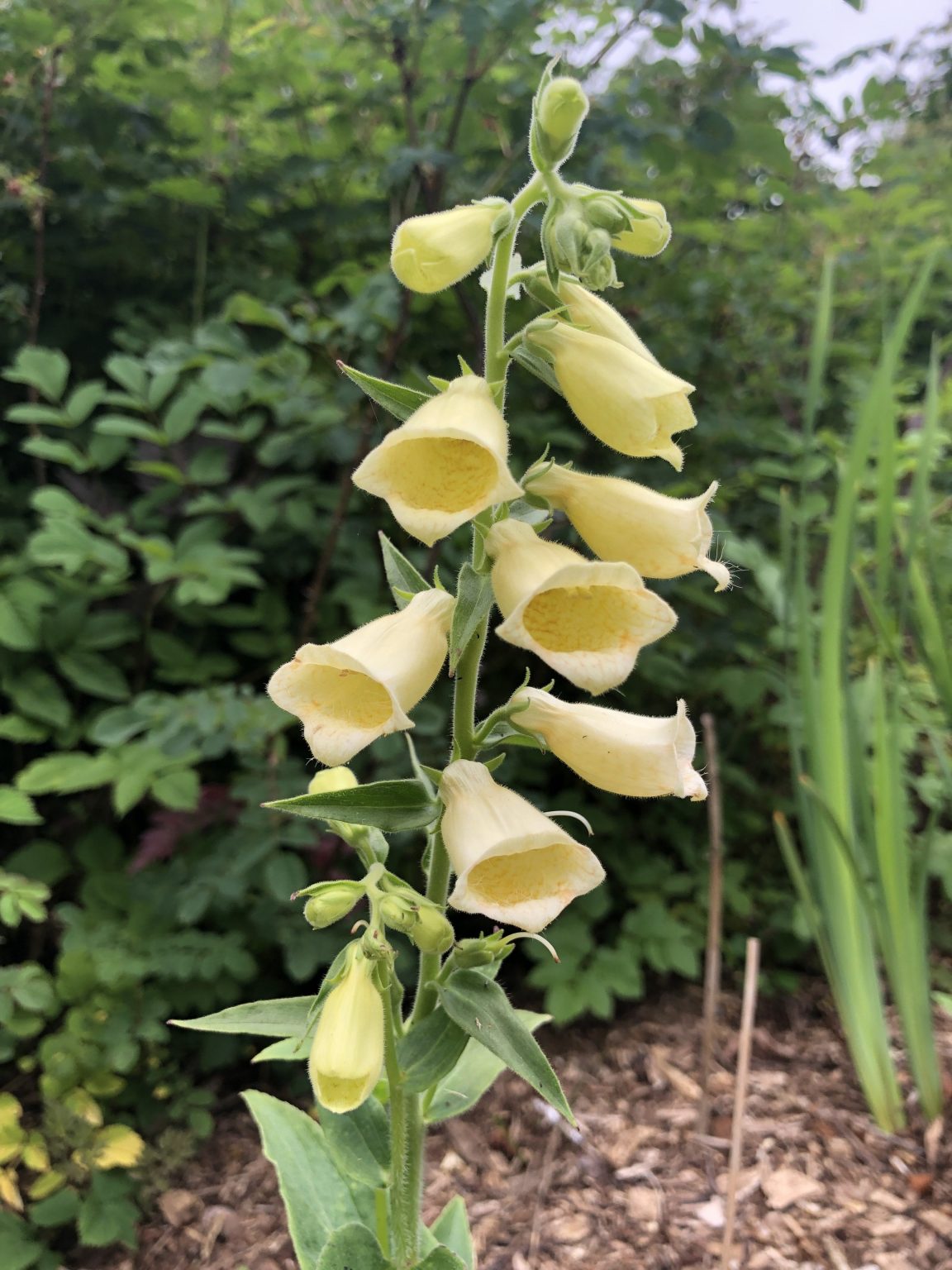 Digitalis grandiflora Carillon Wychwood Tasmania