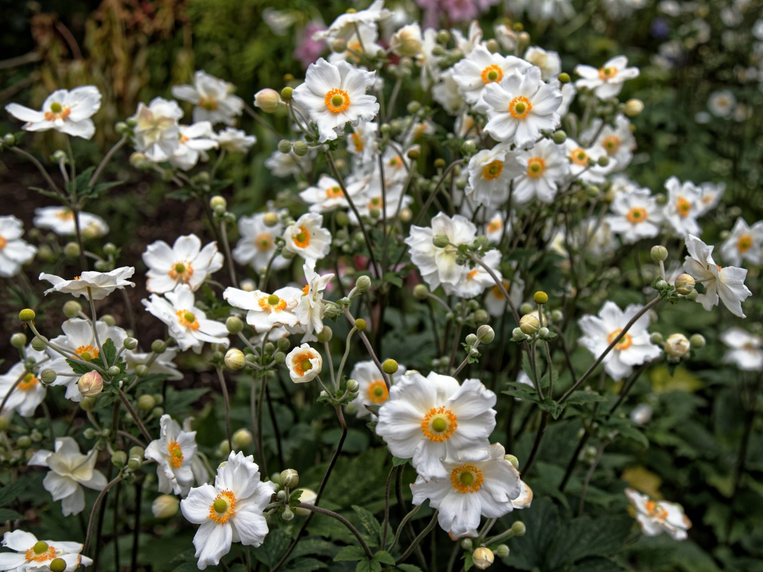 anemone-x-hybrida-honorine-jobert-wychwood-tasmania