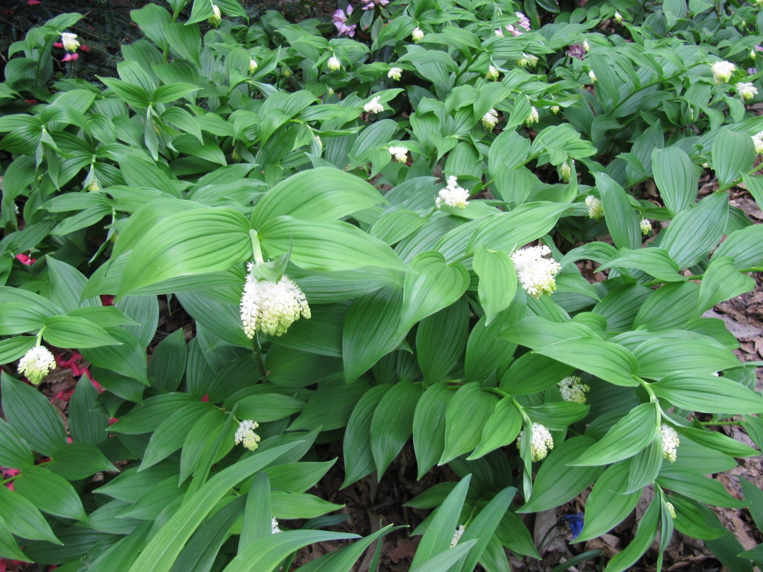 Maianthemum racemosum | Wychwood Tasmania