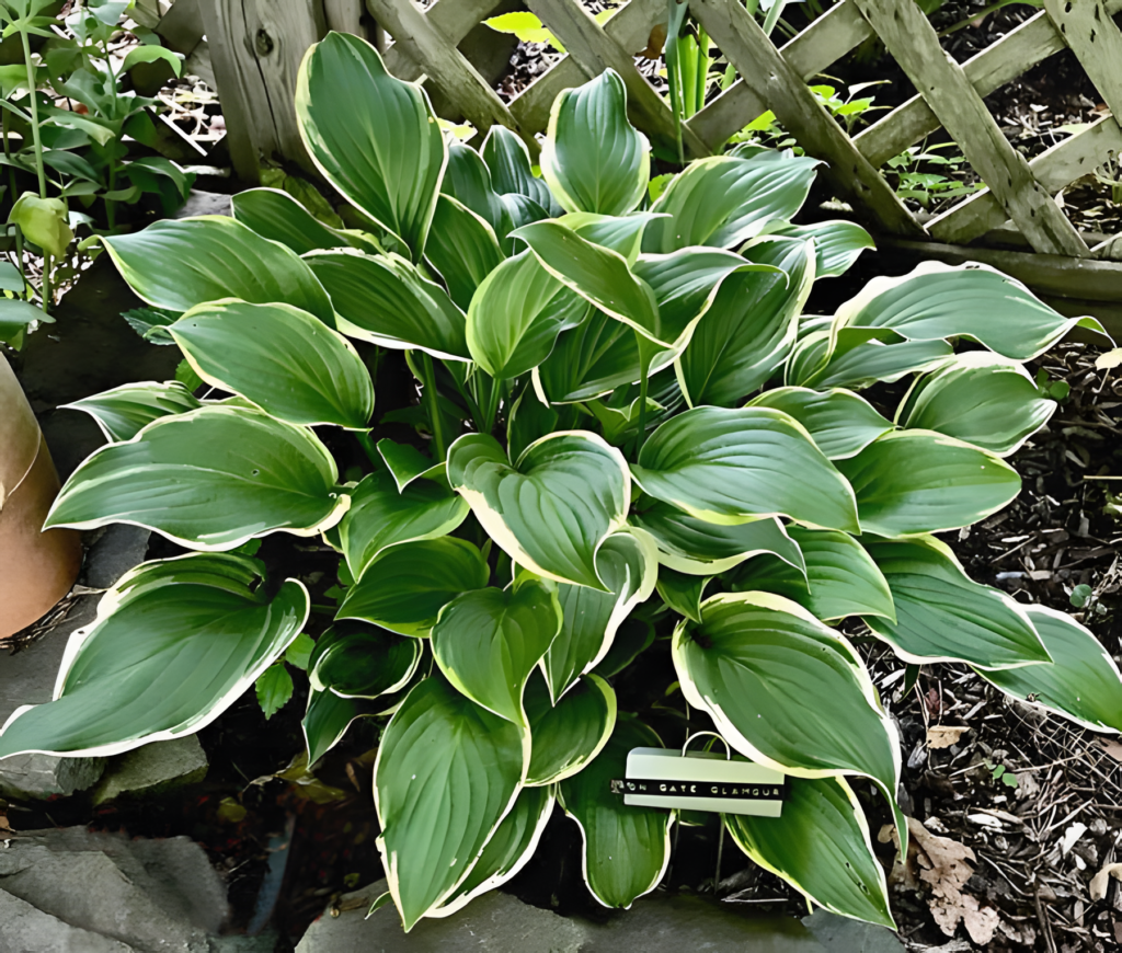 Hosta x Iron Gate Glamour Wychwood Tasmania