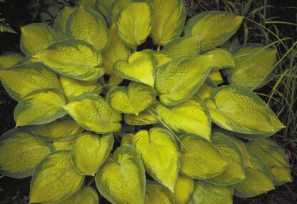 Hosta x Inniswood