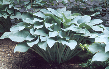 Hosta x Krossa Regal