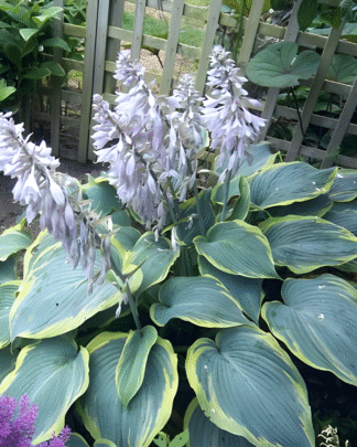 Hosta x Duke of Cornwall