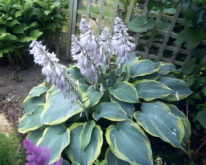 Hosta x Duke of Cornwall
