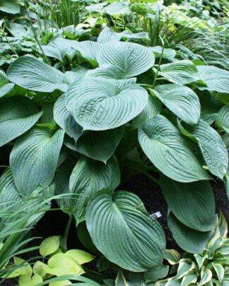 Hosta x Mr Big