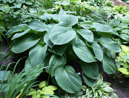 Hosta x Mr Big