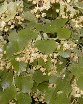 Tilia platyphyllos
